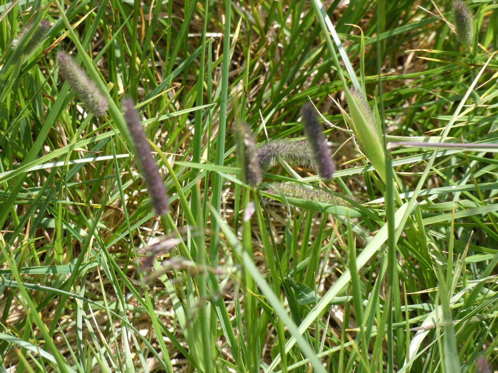 Phleum alpinum subsp. rhaeticum Humphries的圖片