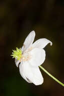 Imagem de Anemone trifolia subsp. trifolia