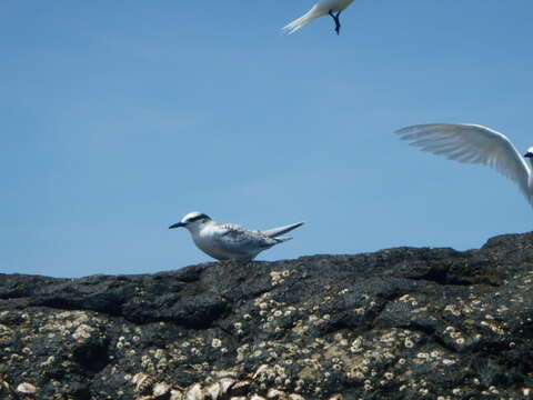 Image of Black-naped Tern