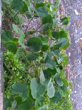 Image of parasol leaf tree