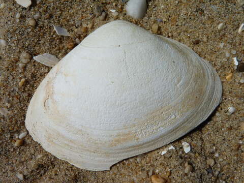 Image of Atlantic surf clam