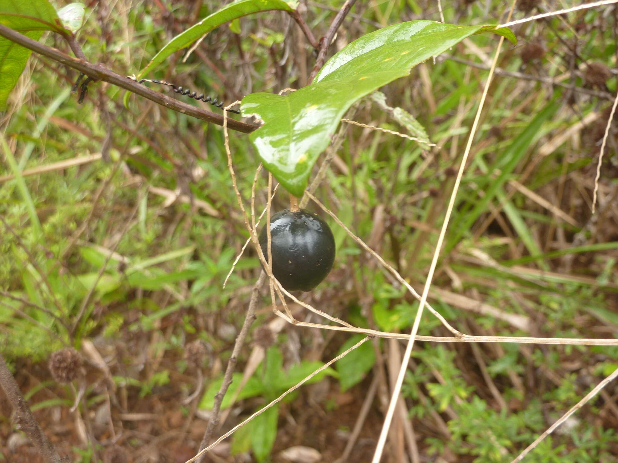 Passiflora vespertilio L.的圖片