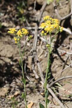 Image of Cleveland's Groundsel