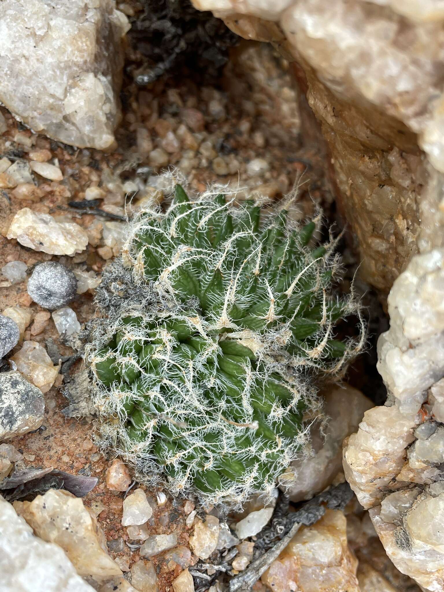Image of Haworthia arachnoidea var. namaquensis M. B. Bayer