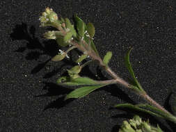 Image of shaggyfruit pepperweed