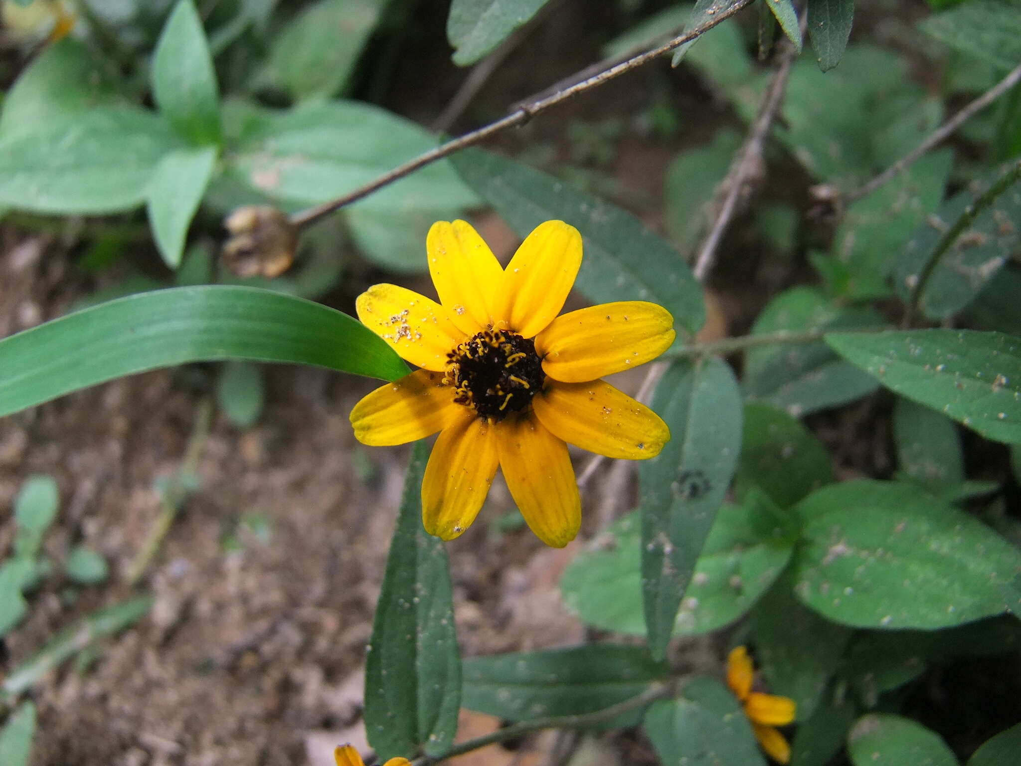 Imagem de Sanvitalia procumbens Lam.