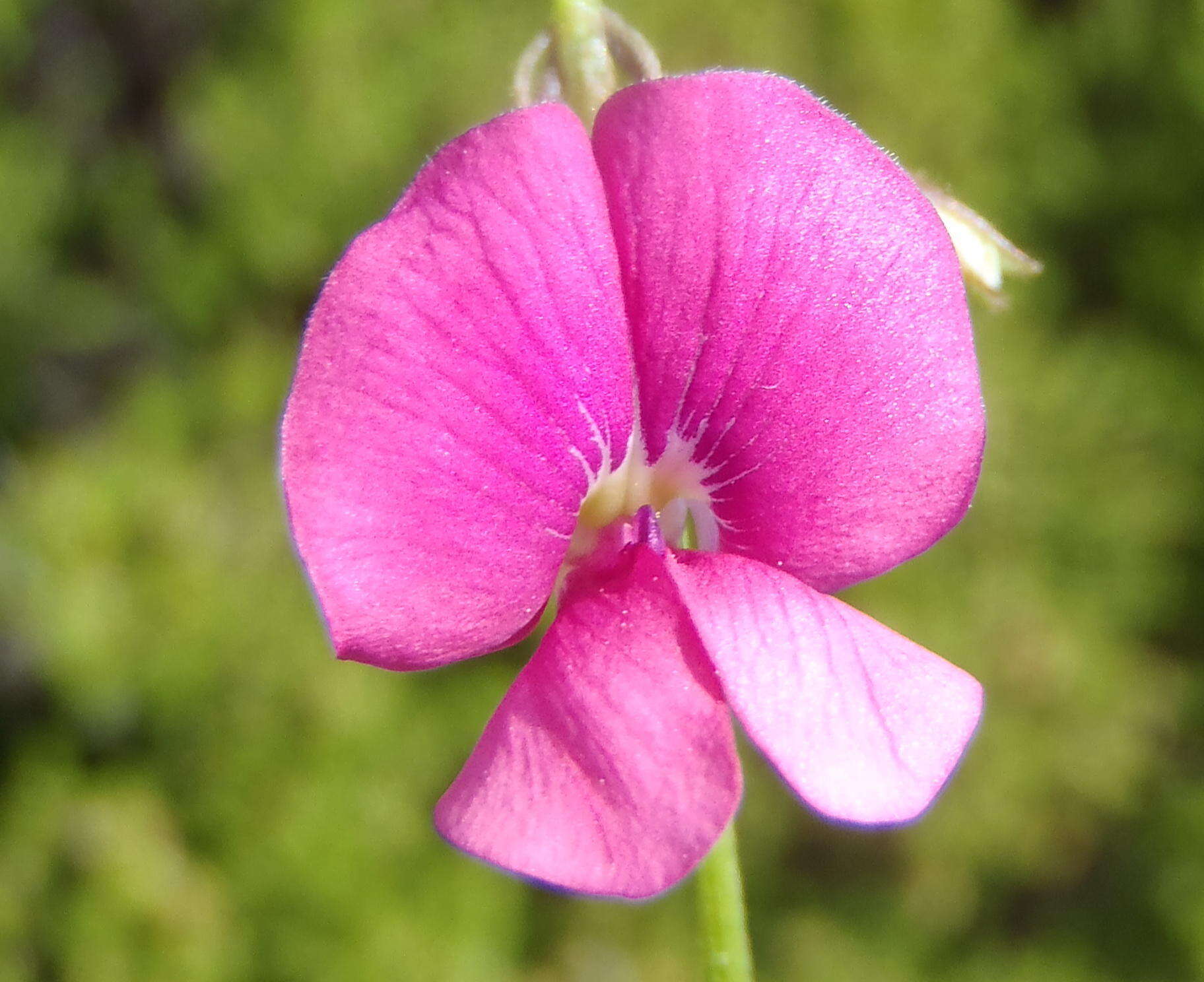 Image of <i>Tephrosia capensis</i> var. <i>hirsuta</i> Harv.