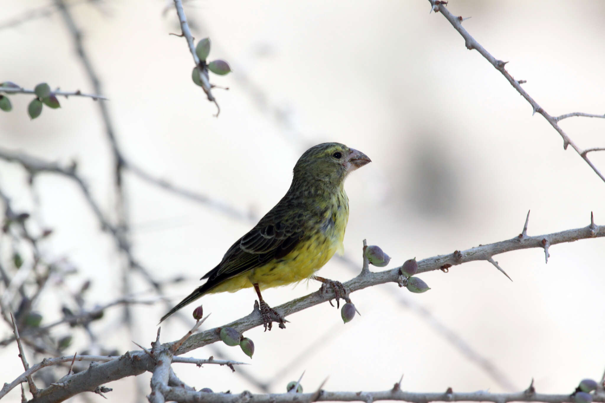 Image of Southern Grosbeak-Canary