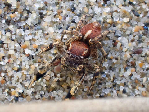 Image of Habronattus peckhami (Banks 1921)