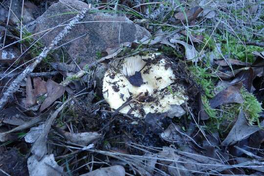 Plancia ëd Lactarius pseudoscrobiculatus Basso, Neville & Poumarat 2001