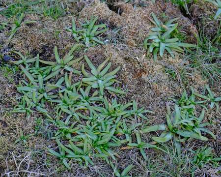 Plancia ëd Plagiobothrys scouleri (Hook. & Arn.) I. M. Johnst.