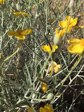 Image of Cooper's paper daisy