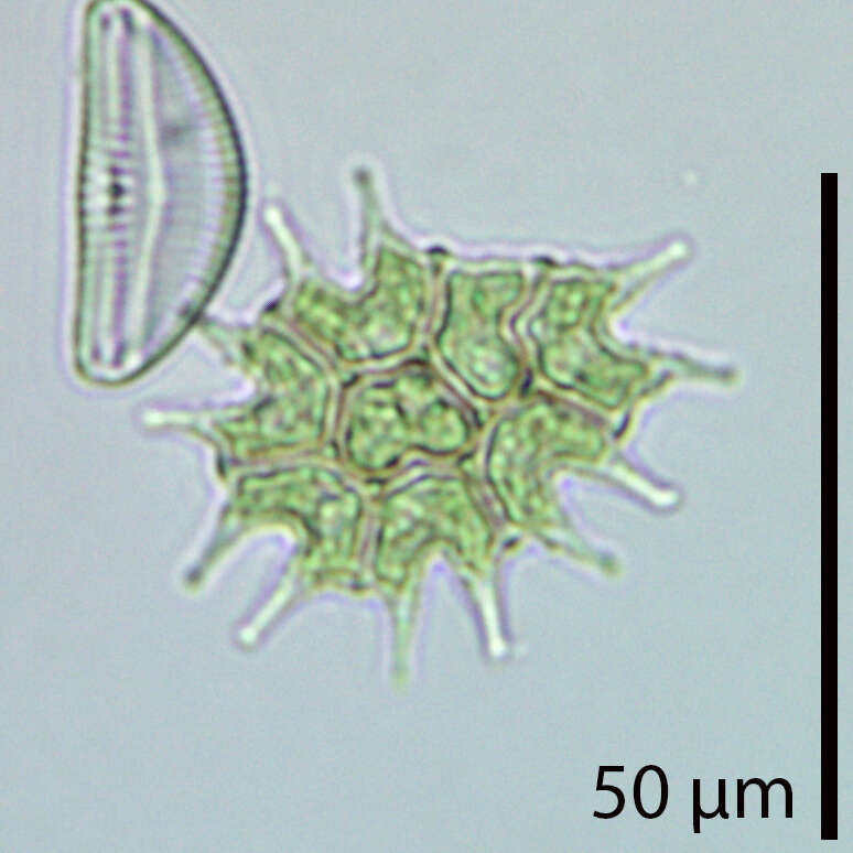 Image of Pseudopediastrum boryanum var. longicorne