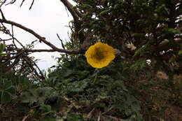 Plancia ëd Geum elatum Wall.