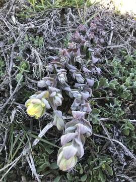 Image of softleaf Indian paintbrush