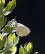 Image of Pseudopieris