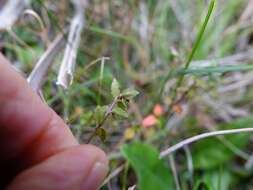 Image of Gonocarpus incanus (A. Cunn.) Orchard