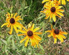 Image of coneflower