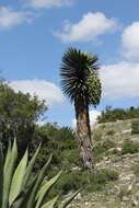 Image of Yucca potosina Rzed.