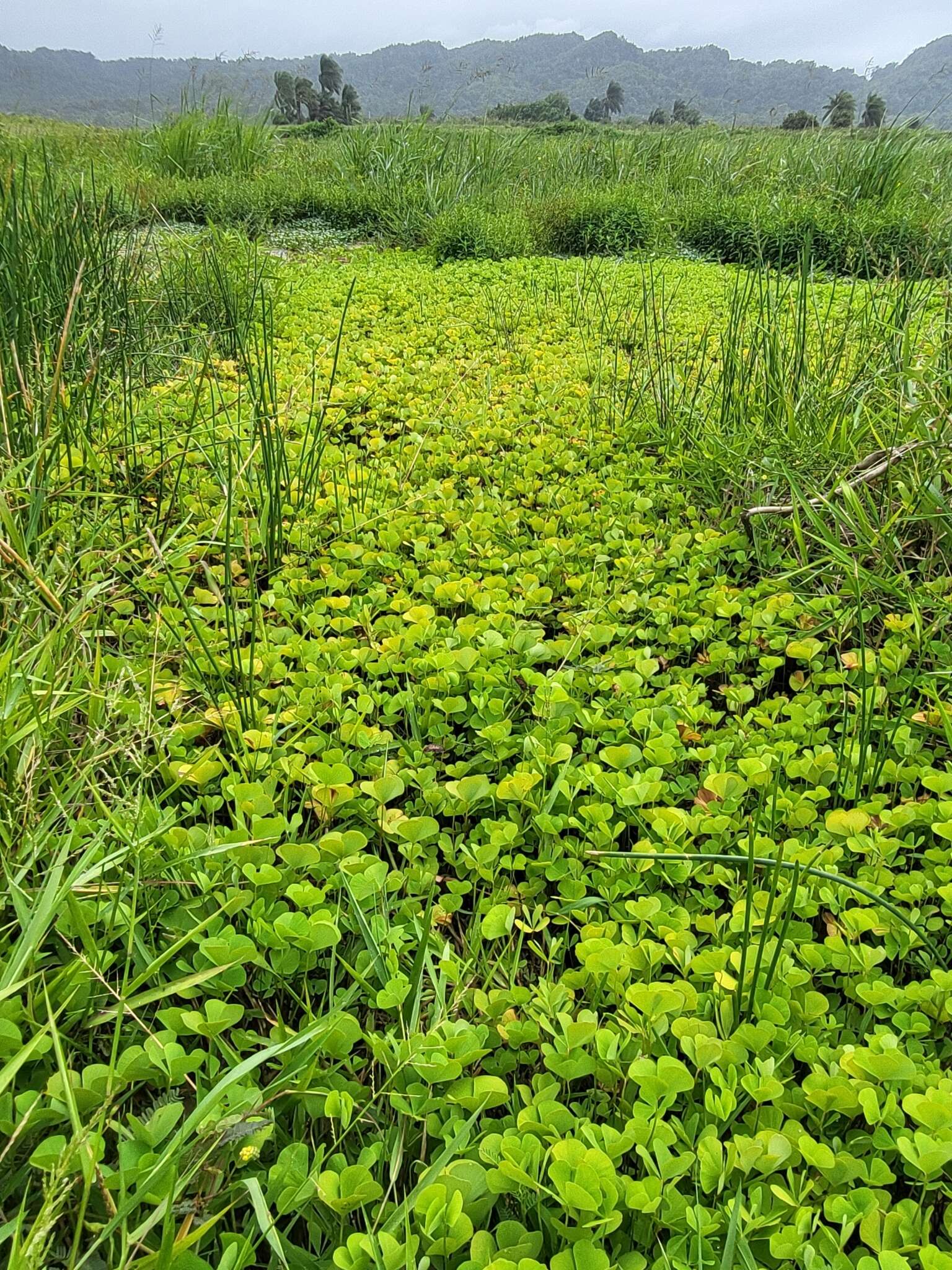 Plancia ëd Marsilea polycarpa Hook. & Grev.