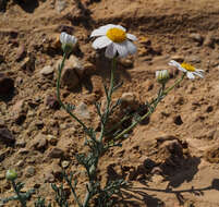 Image of Anthemis melampodina Del.