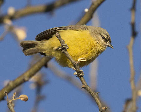 Image of Cape Penduline Tit