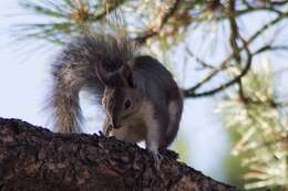 Image of Sciurus subgen. Otosciurus Nelson 1899