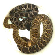 Crotalus oreganus helleri Meek 1905 resmi