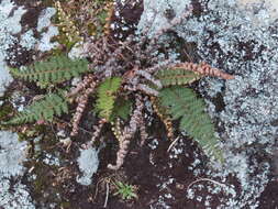 Image of Paragymnopteris marantae (L.) K. H. Shing