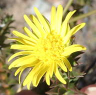 Image of Oedera imbricata Lam.