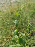 Image of desert starvine