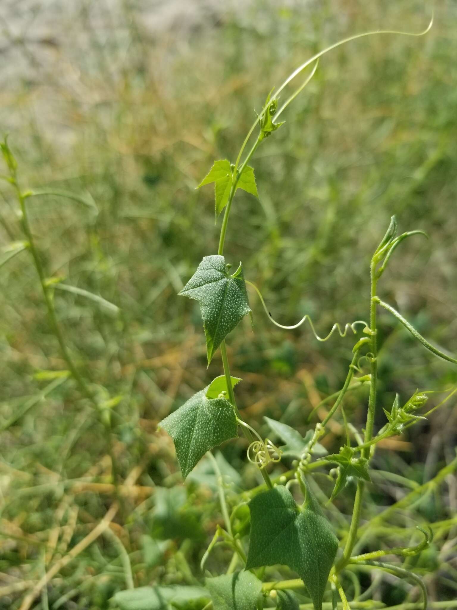 Image of desert starvine