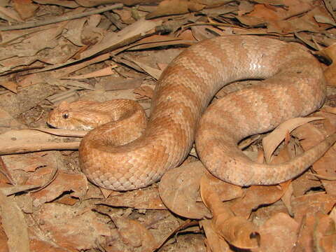 Image of Northern death adder