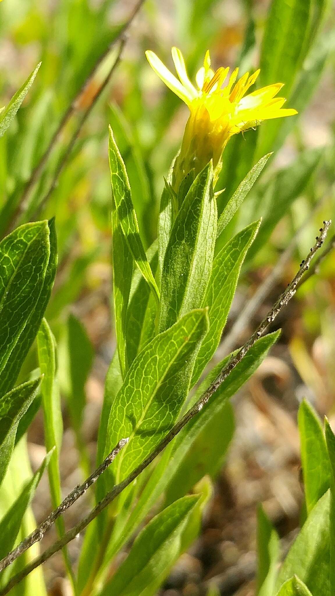 Plancia ëd Columbiadoria hallii (A. Gray) G. L. Nesom