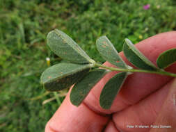 Image de Tephrosia purpurea (L.) Pers.