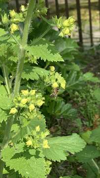 Image de Scrophularia vernalis L.