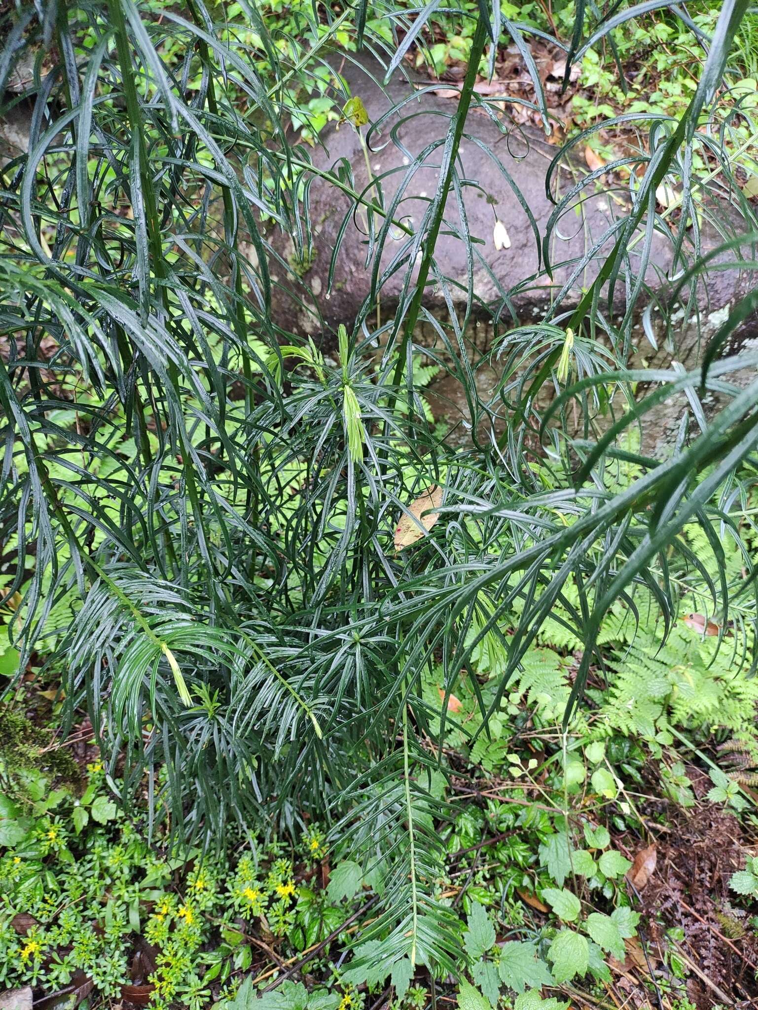 Image of Fortune's Yew Plum