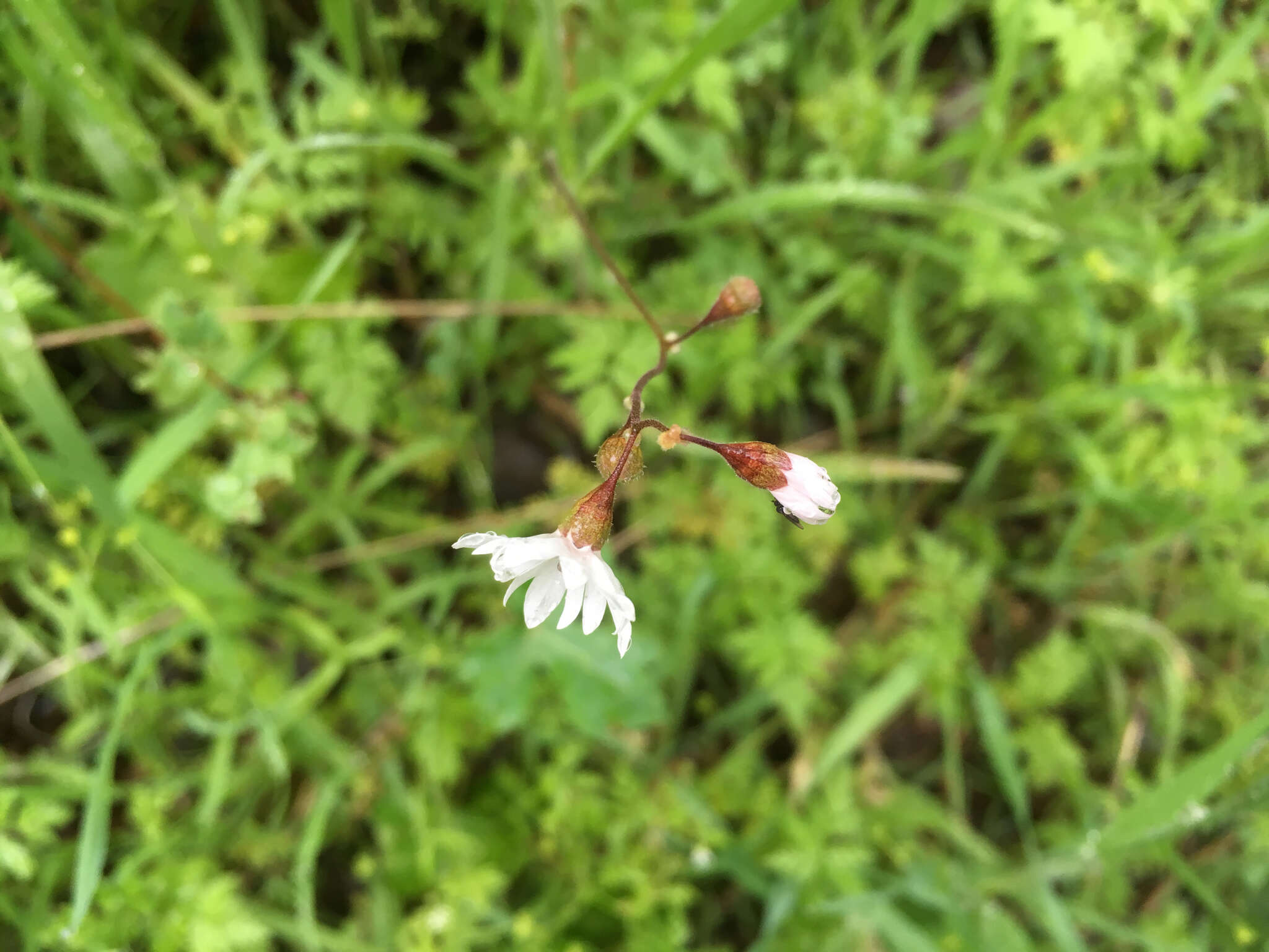 Image of San Francisco woodland-star