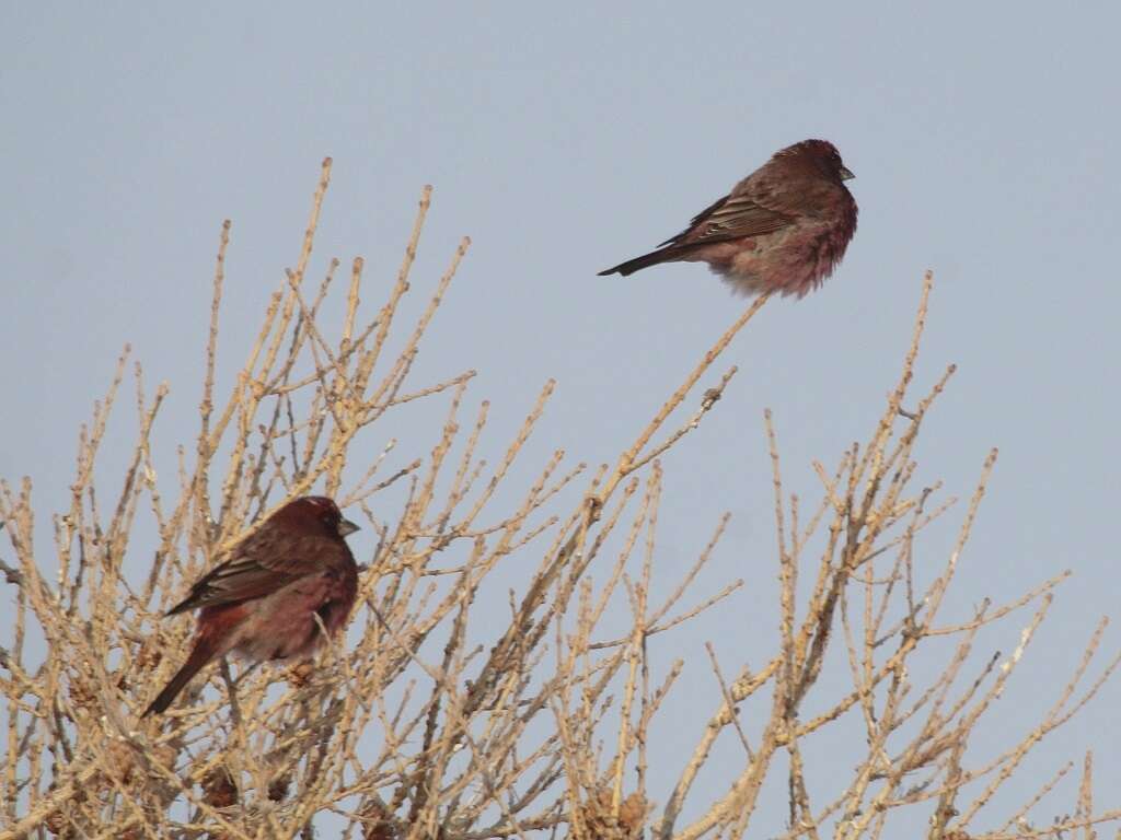 Image of Great Rosefinch