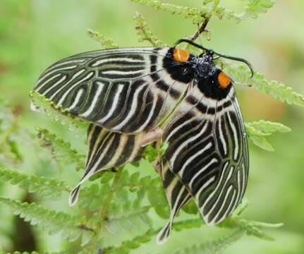 Image of Elcysma ziroensis