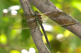 Image of Turquoise-tipped Darner