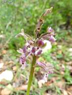 Image of Anacamptis israelitica (H. Baumann & Dafni) R. M. Bateman, Pridgeon & M. W. Chase