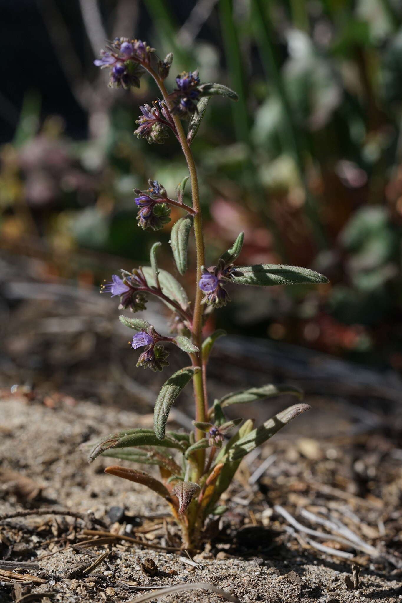 Image of low phacelia