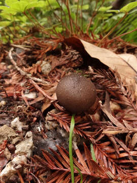 Image de Lycoperdon umbrinum Pers. 1801