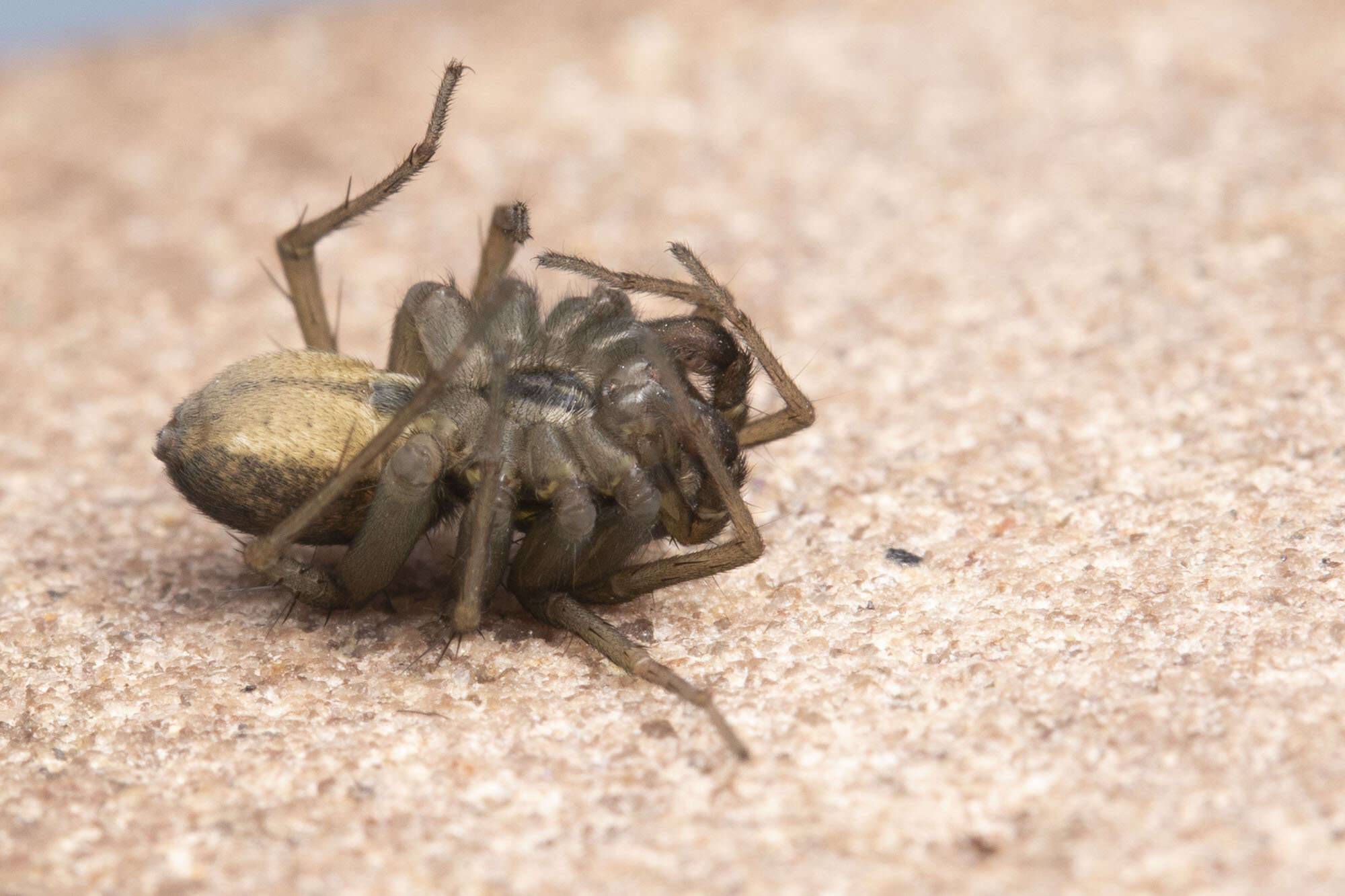 صورة Pardosa littoralis Banks 1896