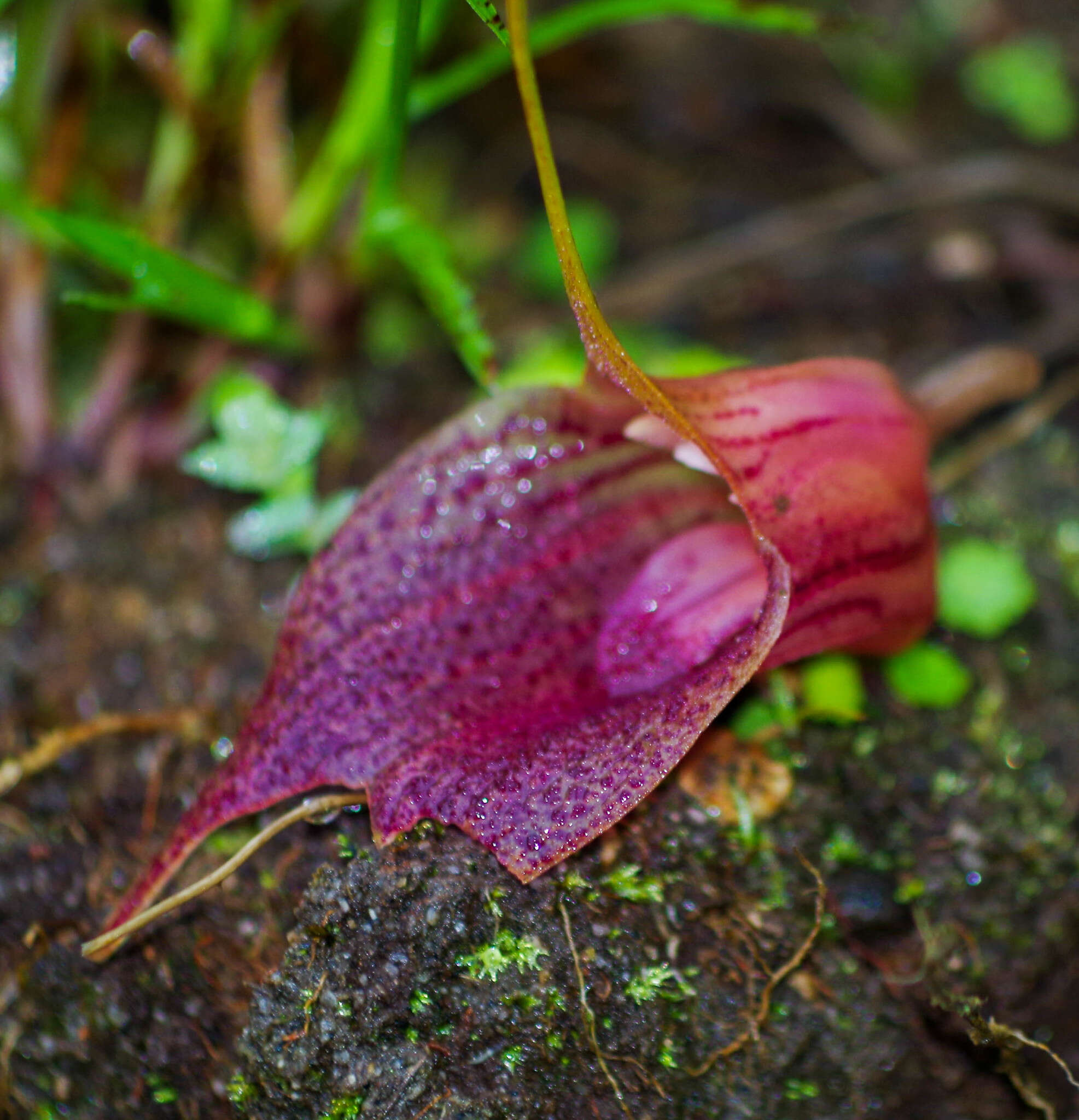 Imagem de Masdevallia angulata Rchb. fil.