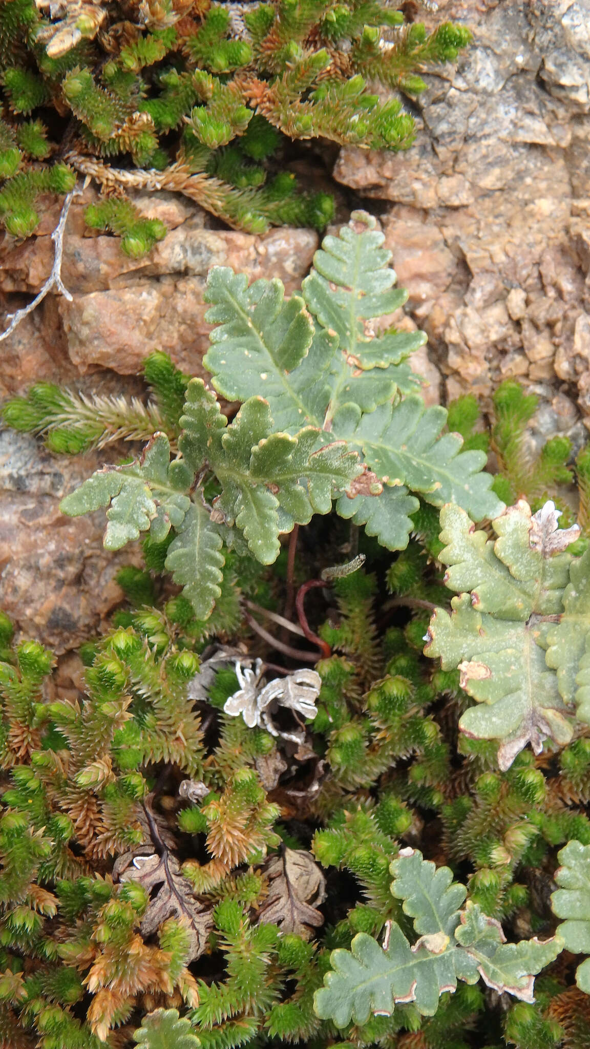 Image de Notholaena standleyi (Kümmerle) Maxon