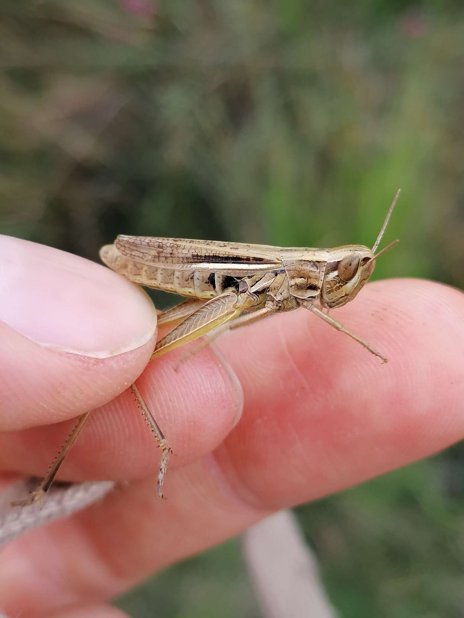 Image de Euchorthippus elegantulus Zeuner 1940