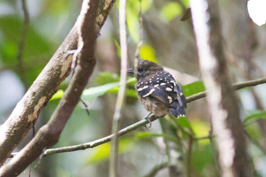 Image of Dot-backed Antbird