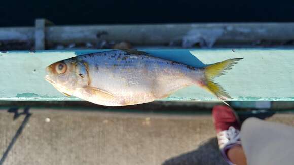 Image of Japanese gizzard shad